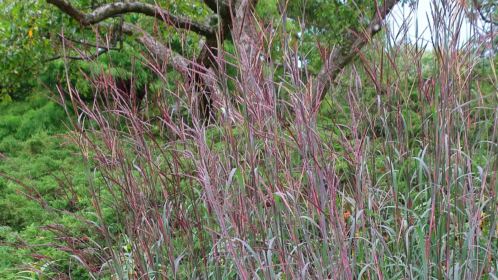 Big Bluestem (Andropogon Gerardii) — or as a dramatic backdrop in ornamental beds.<br><br>For a successful installation; grass / perennial for full