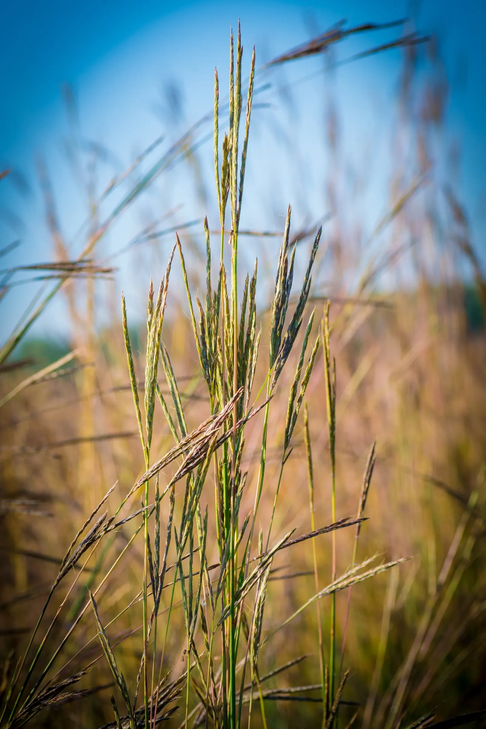 Big Bluestem (Andropogon Gerardii) — it showcases purplish flower spikes and bluish-green foliage which turns a striking reddish-bronze in fall