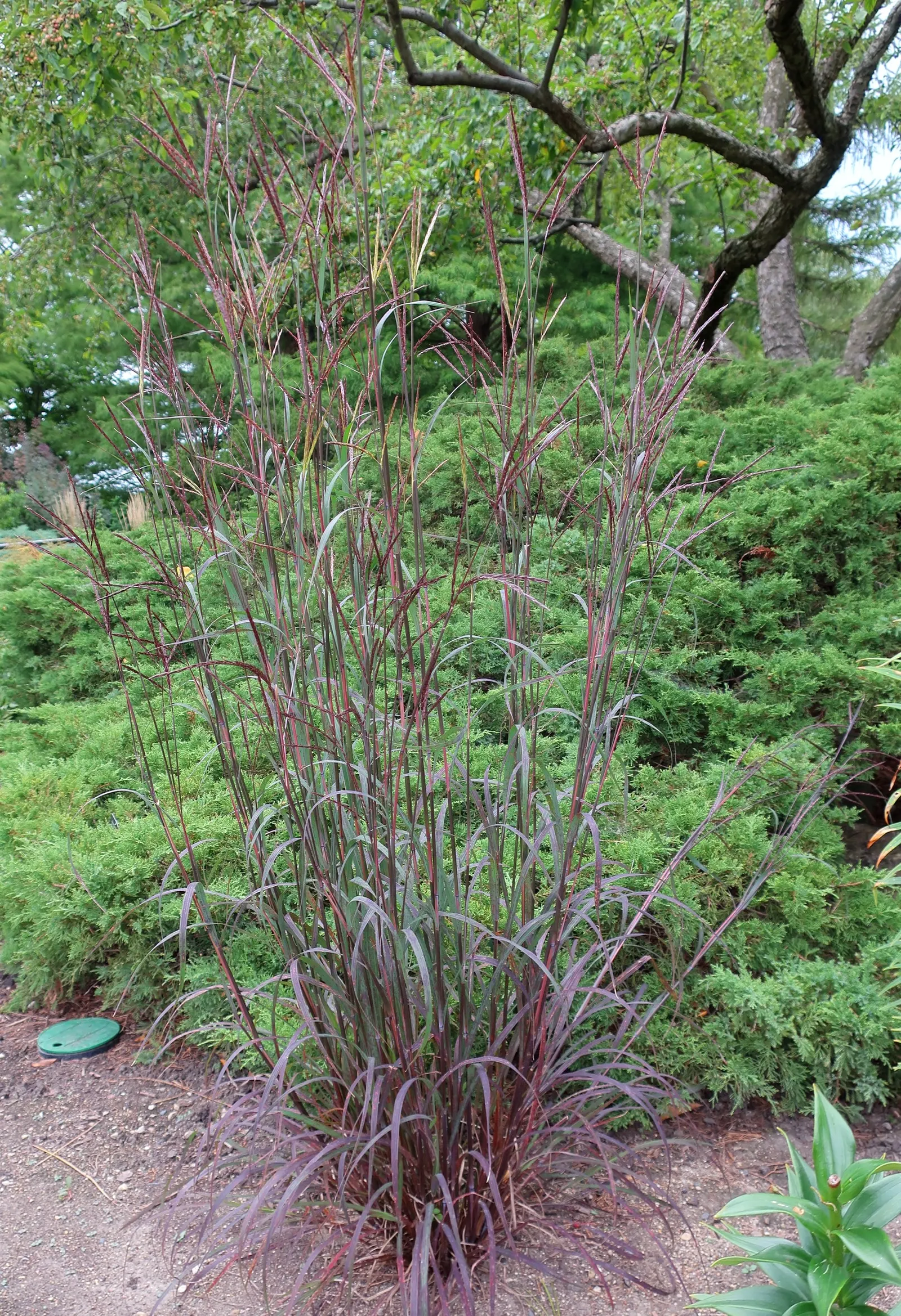 Big Bluestem (Andropogon Gerardii) — make it a versatile choice for prairie restorations; or as a dramatic backdrop in ornamental beds.<br><br>For a successful