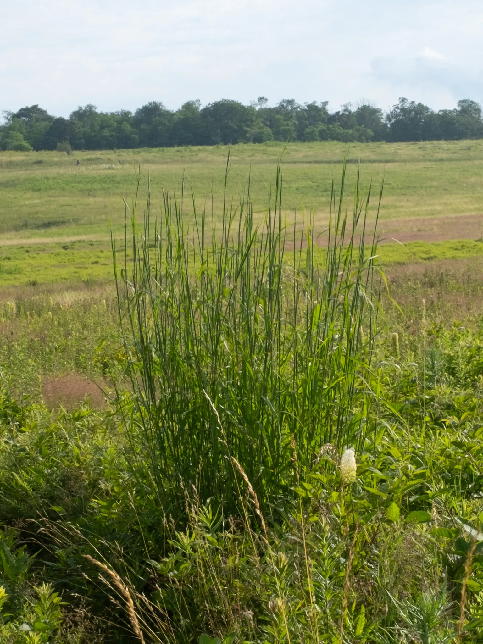 Big Bluestem (Andropogon Gerardii) — named for their resemblance to a bird's foot