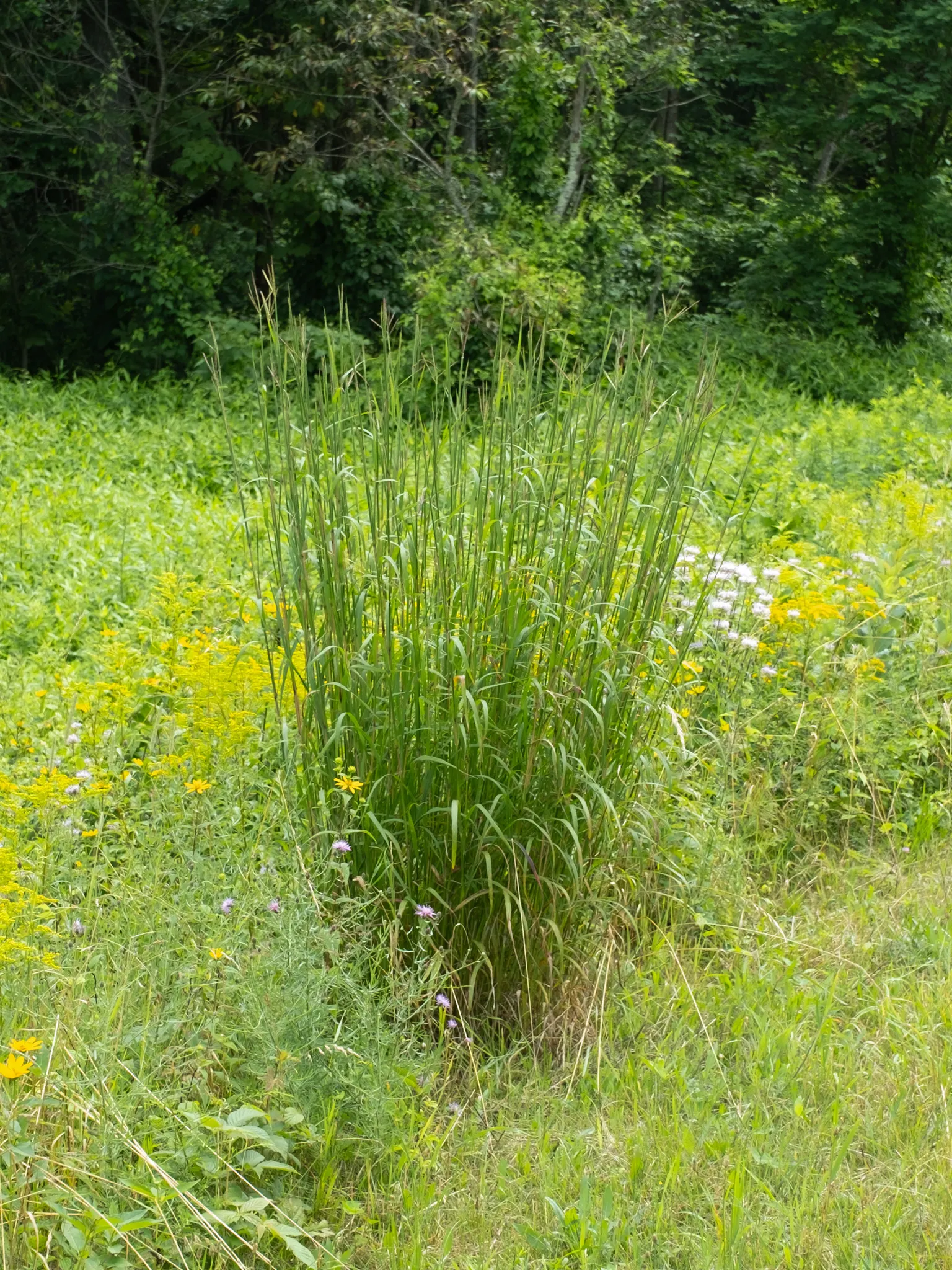 Big Bluestem (Andropogon Gerardii) — Ideal for naturalistic landscapes; it offers excellent erosion control and is a magnificent accent in mixed borders