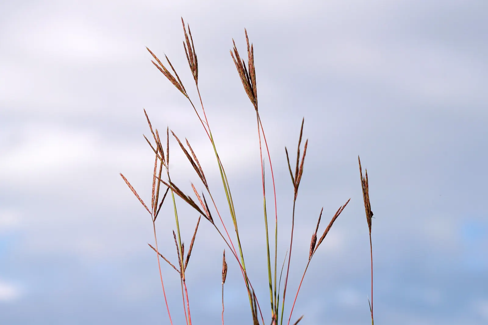 Big Bluestem (Andropogon Gerardii) — with exceptional specimens soaring up to 8 feet when conditions are favorable; minimal maintenance is needed, image 63