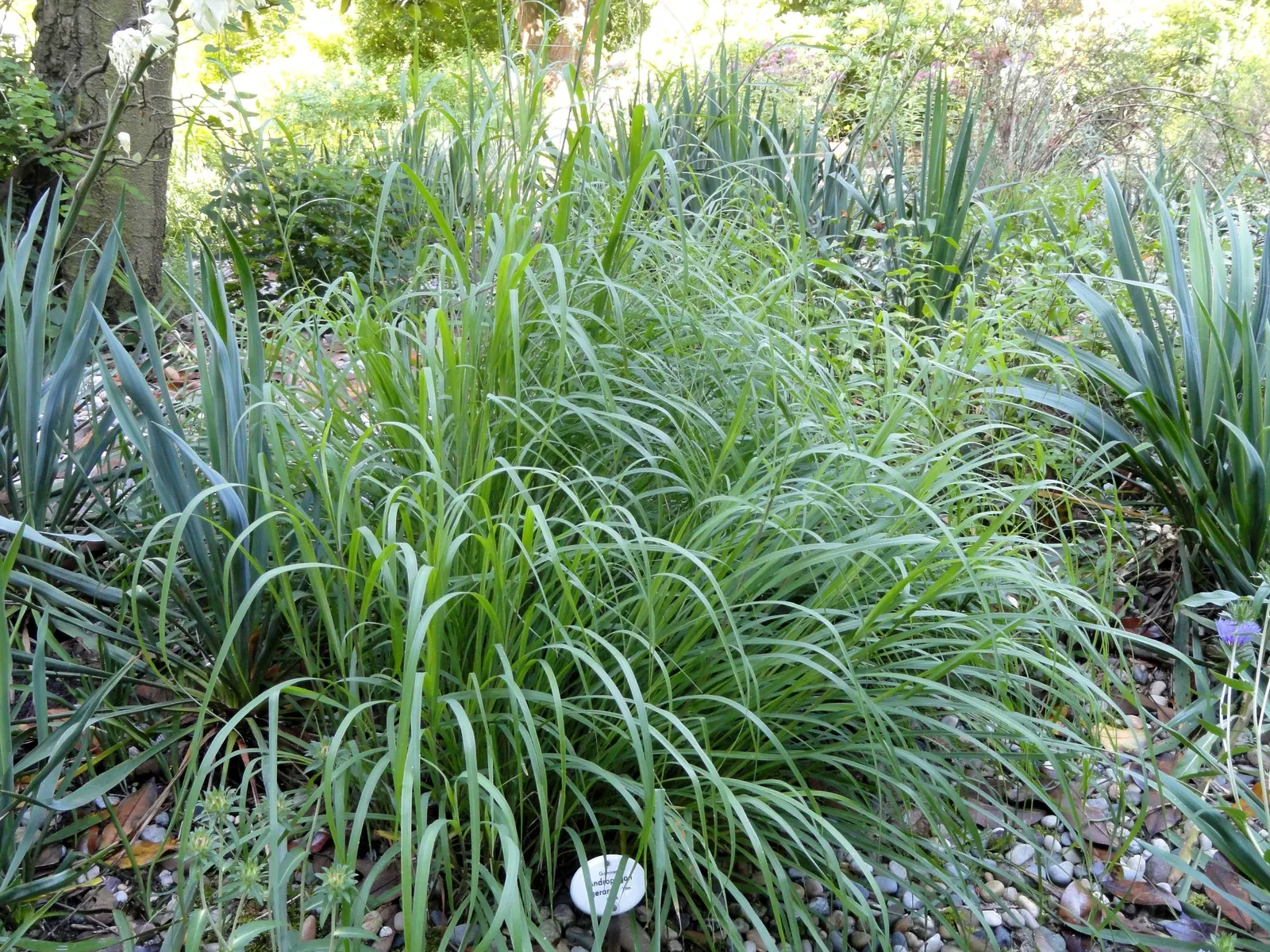 Big Bluestem (Andropogon Gerardii) — Big Bluestem requires full sun exposure and can tolerate both dry and moist environments; scientifically known as