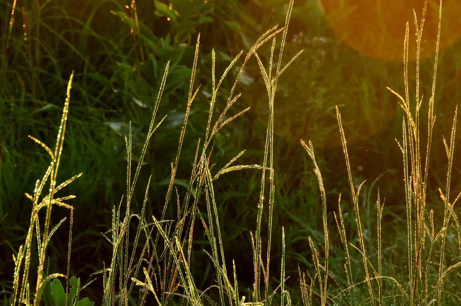 Big Bluestem (Andropogon Gerardii) — is a perennial grass indigenous to North America's tallgrass prairies; big Bluestem (Andropogon gerardii) is a robust