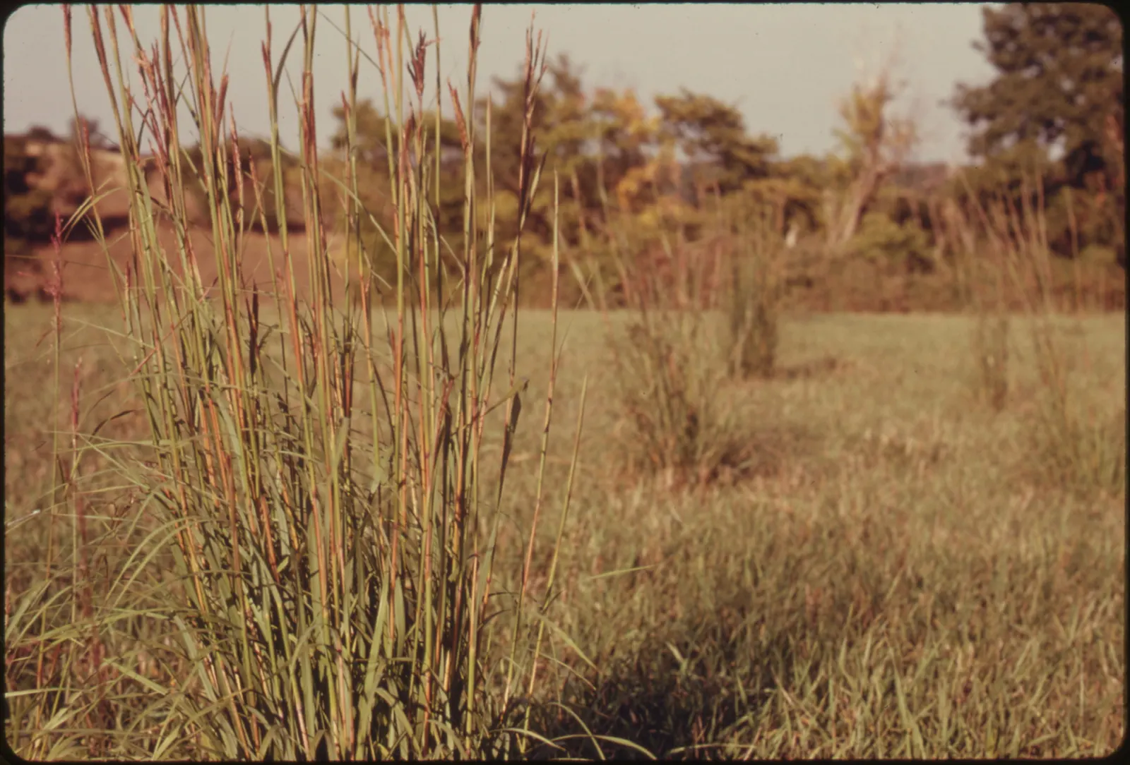 Big Bluestem (Andropogon Gerardii) — it typically reaches 4 to 6 feet; named for their resemblance to a bird's foot
