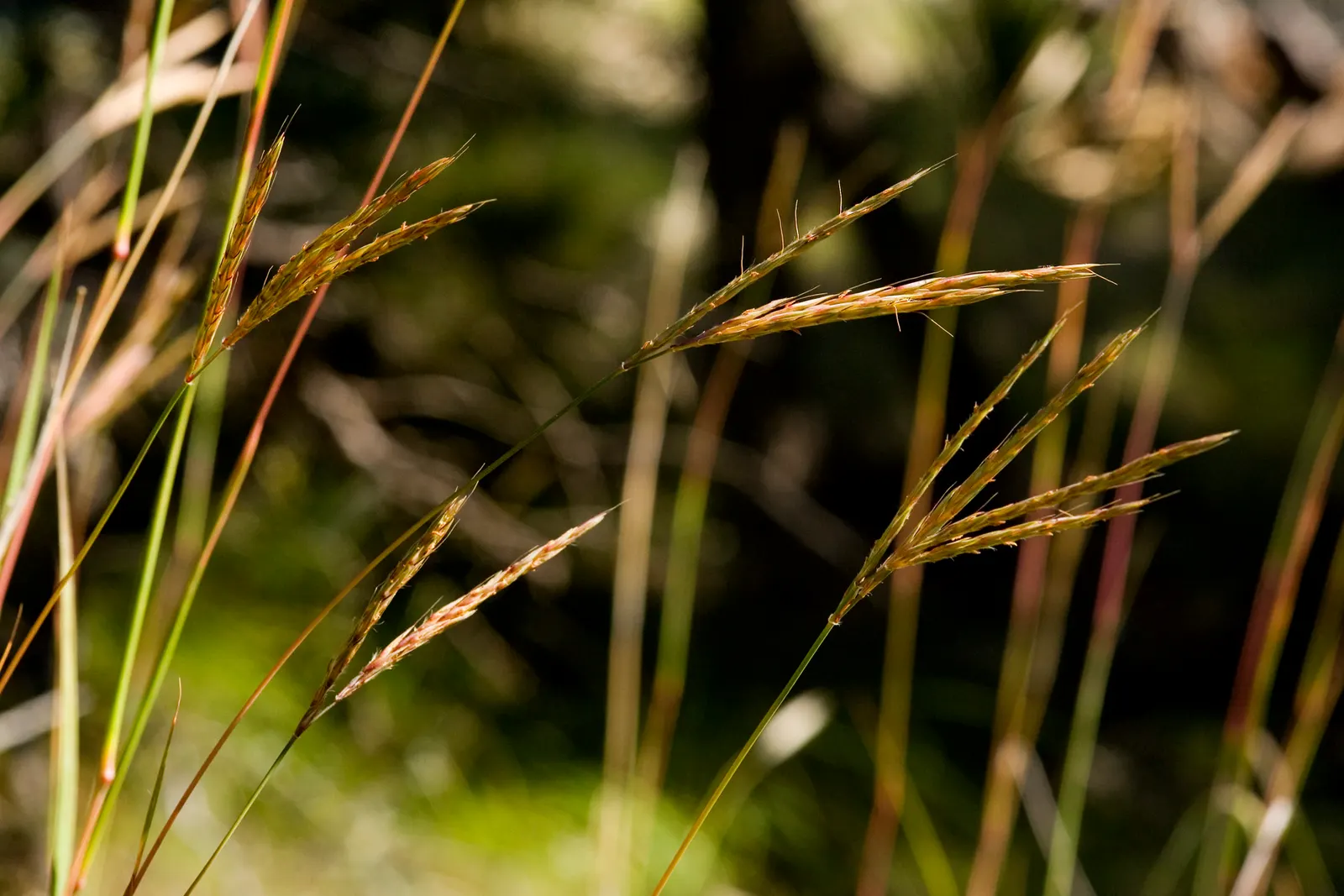 Big Bluestem (Andropogon Gerardii) — it showcases purplish flower spikes and bluish-green foliage which turns a striking reddish-bronze in fall, image 81