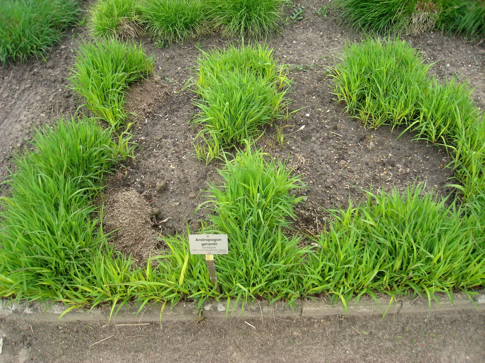Big Bluestem (Andropogon Gerardii) — Its clumping growth habit can span 2 to 3 feet wide