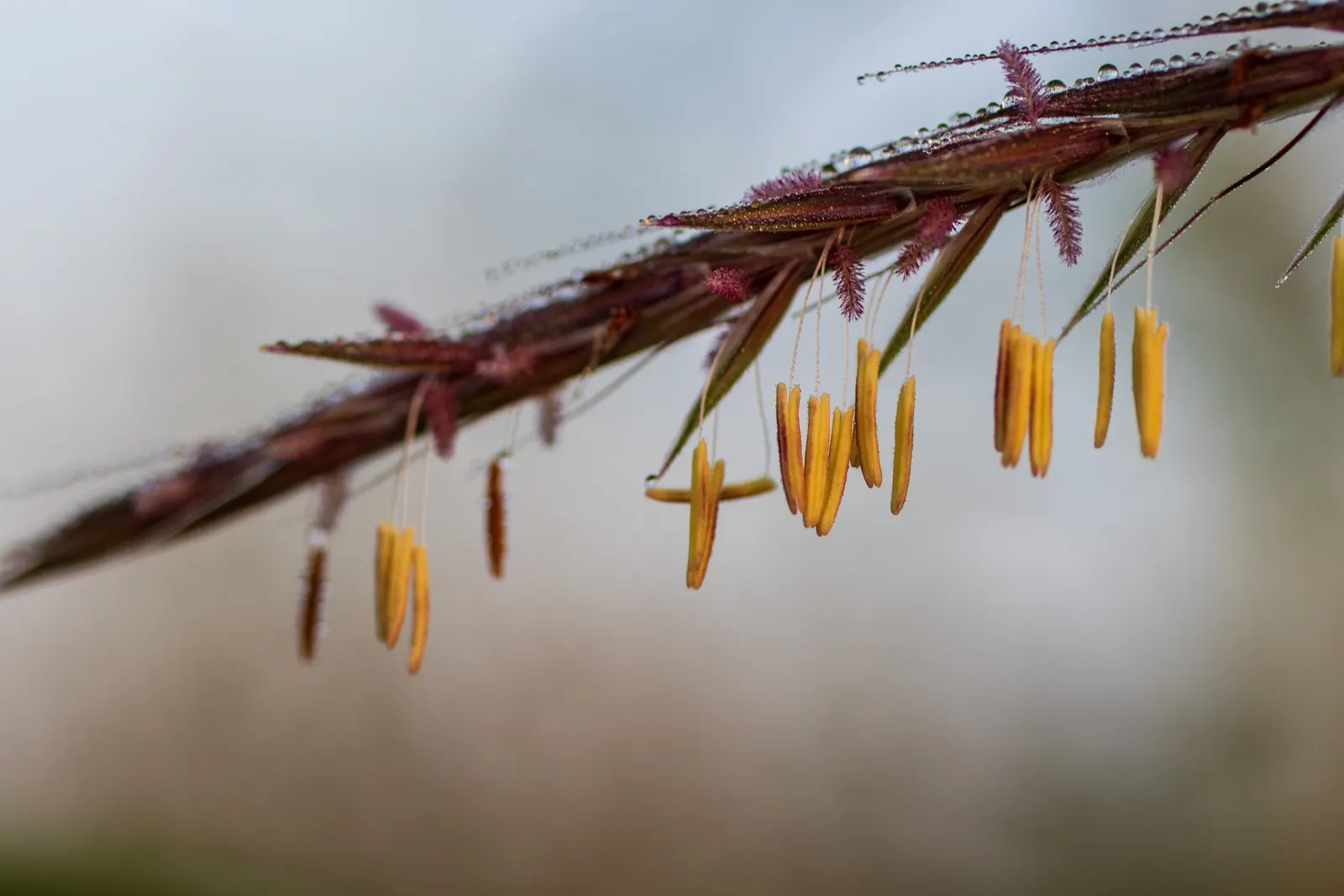 Big Bluestem (Andropogon Gerardii) — though it shows a preference for well-drained soil; the distinct 'turkey foot' seed heads, image 73