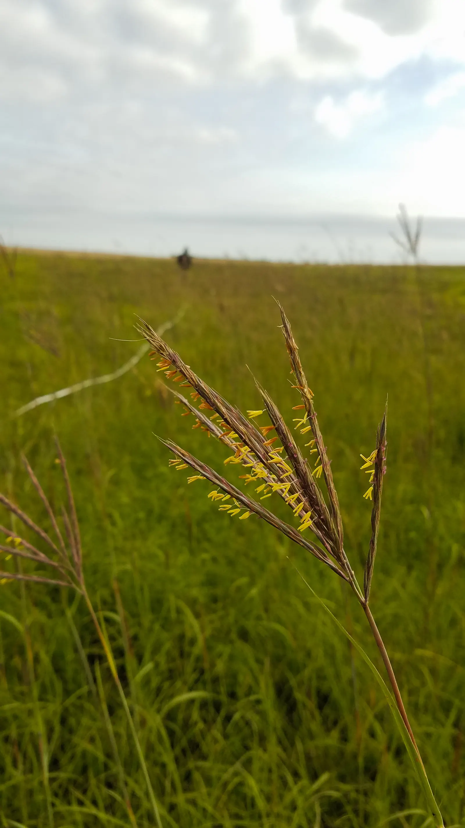 Big Bluestem (Andropogon Gerardii) — Big Bluestem (Andropogon gerardii) is a robust, perennial grass reaching 4-6 ft; this hardy species thrives in full sun