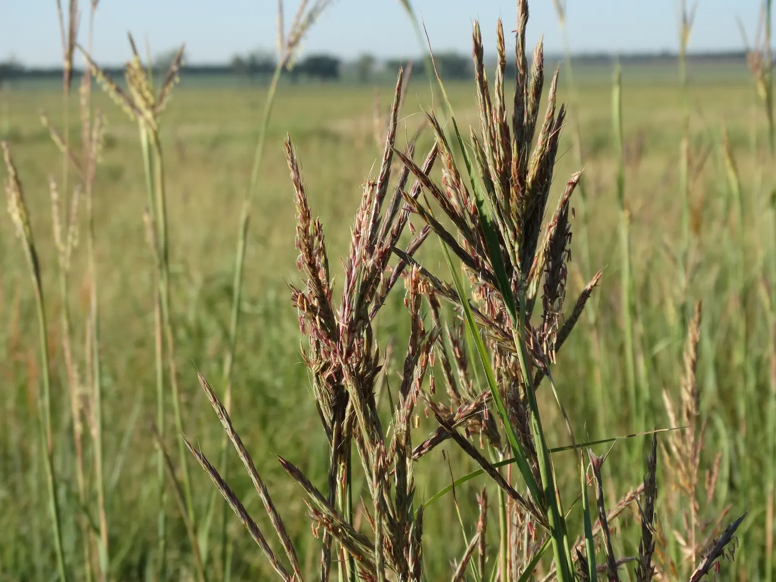 Big Bluestem (Andropogon Gerardii) — or as a dramatic backdrop in ornamental beds.<br><br>For a successful installation