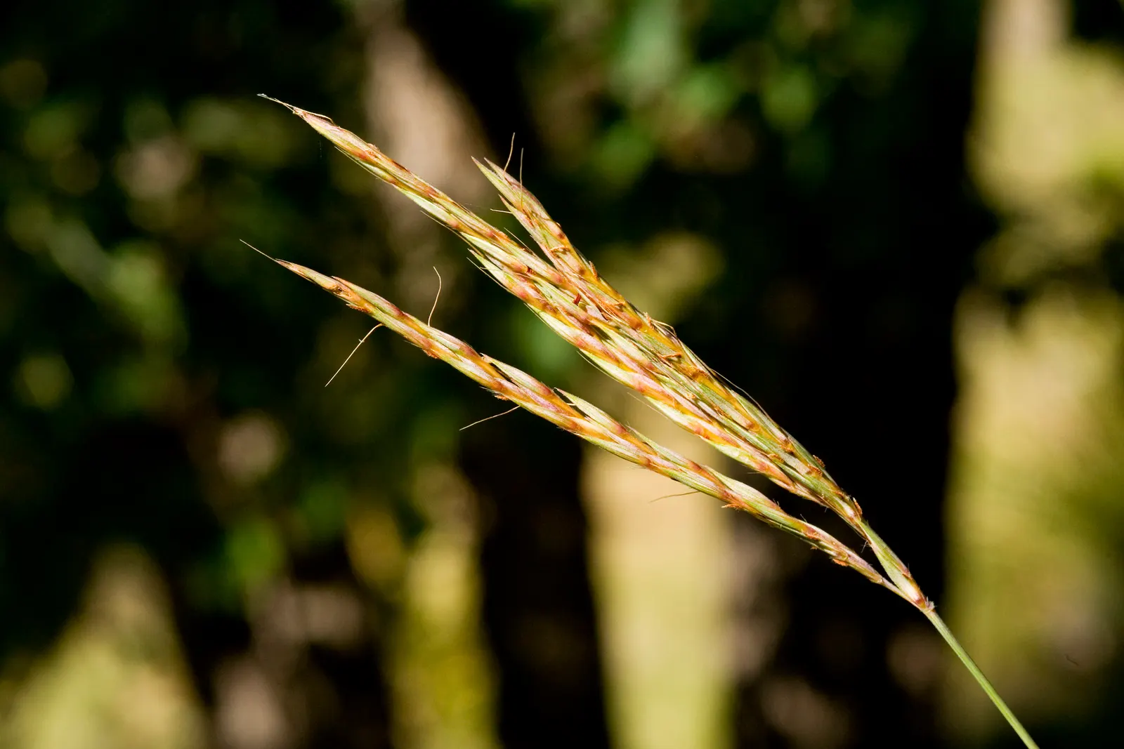 Big Bluestem (Andropogon Gerardii) — Big Bluestem (Andropogon gerardii) is a robust, perennial grass reaching 4-6 ft