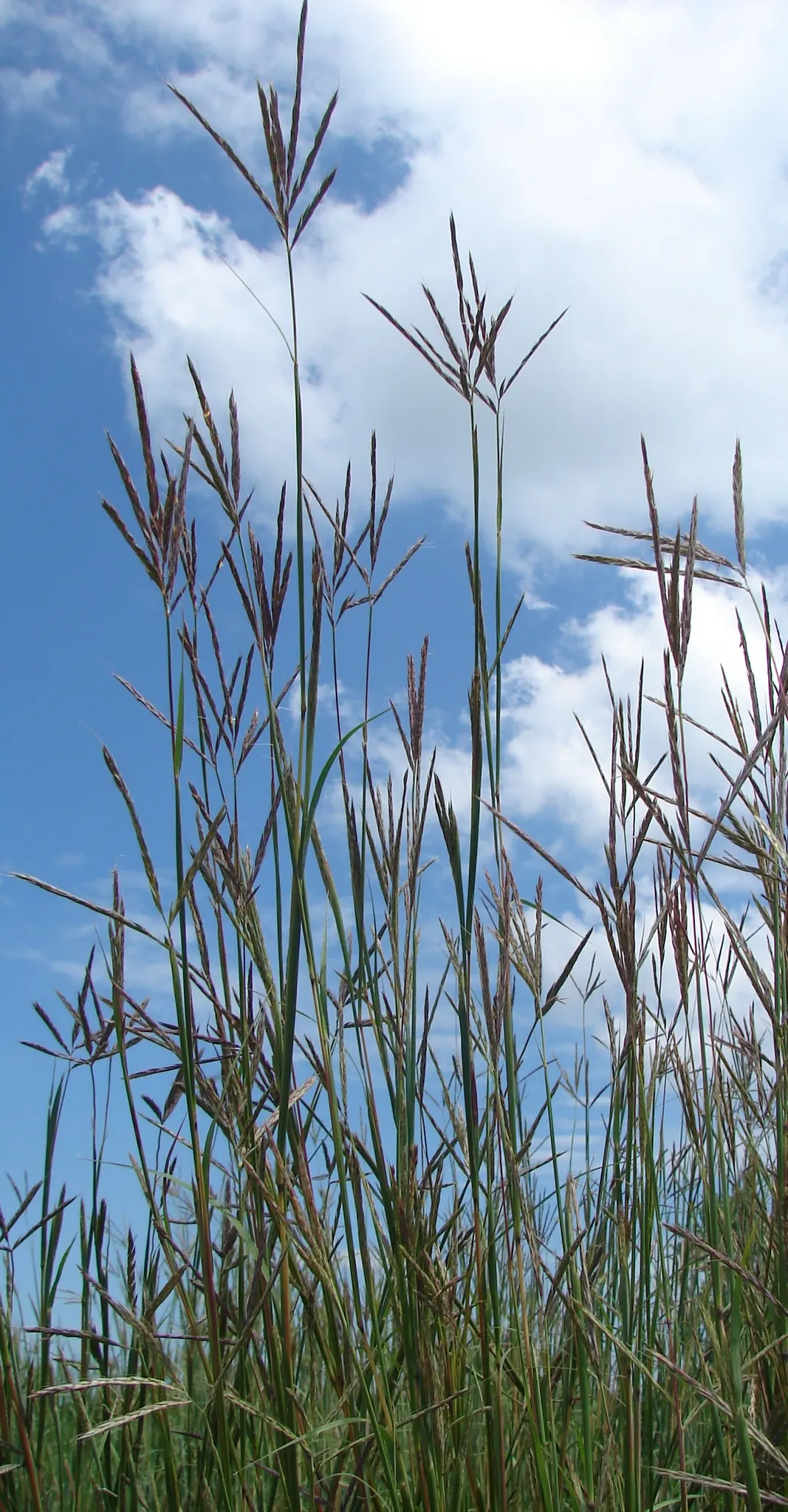 Big Bluestem (Andropogon Gerardii) — green and red flowers in the garden