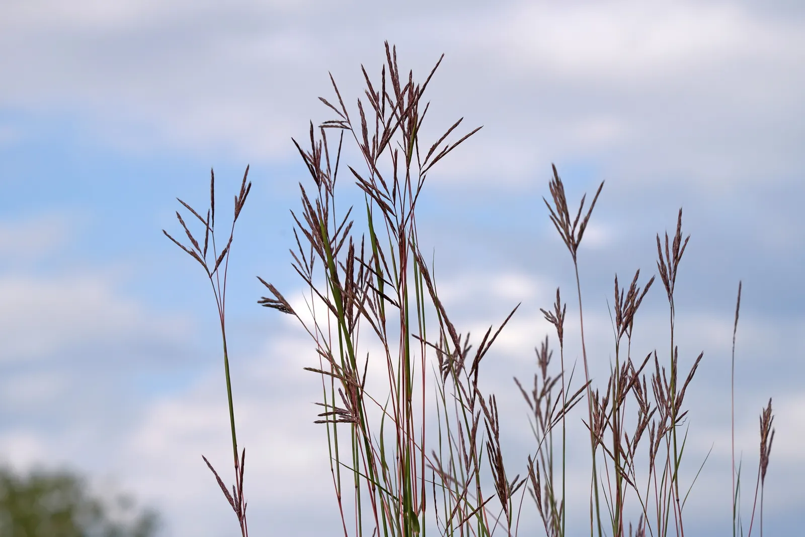 Big Bluestem (Andropogon Gerardii) — make it a versatile choice for prairie restorations; or as a dramatic backdrop in ornamental beds.<br><br>For, image 70