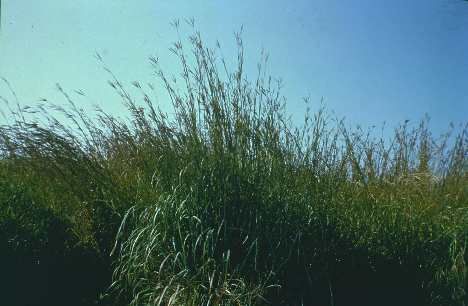 Big Bluestem (Andropogon Gerardii) — make it a versatile choice for prairie restorations