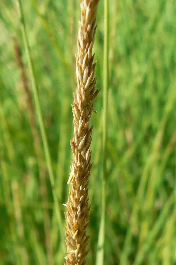 Deer Grass (Muhlenbergia Rigens) — soothing color to the garden's palette