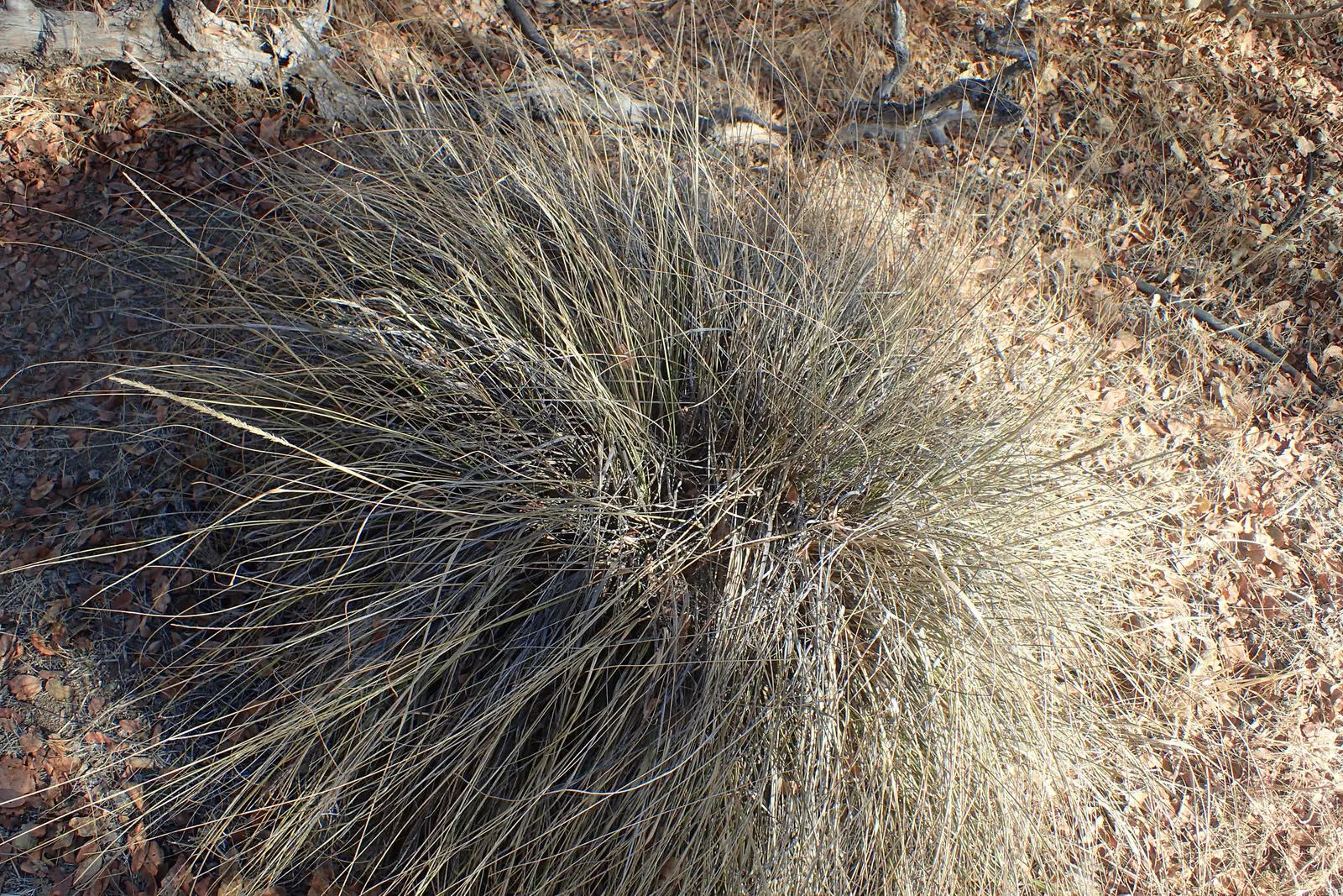 Deer Grass (Muhlenbergia Rigens) — narrow leaves form dense tufts of foliage