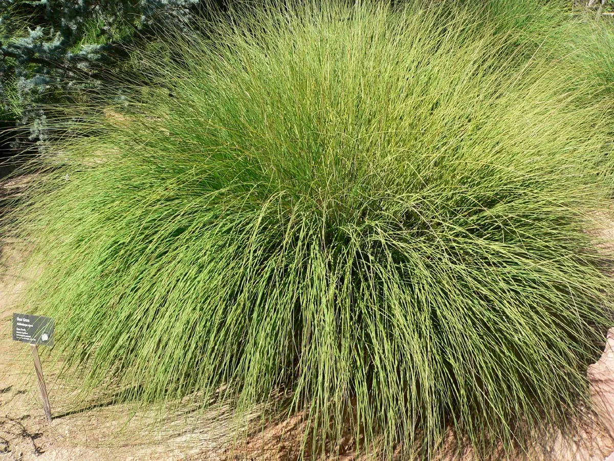 Deer Grass (Muhlenbergia Rigens) — scientifically known as Muhlenbergia rigens