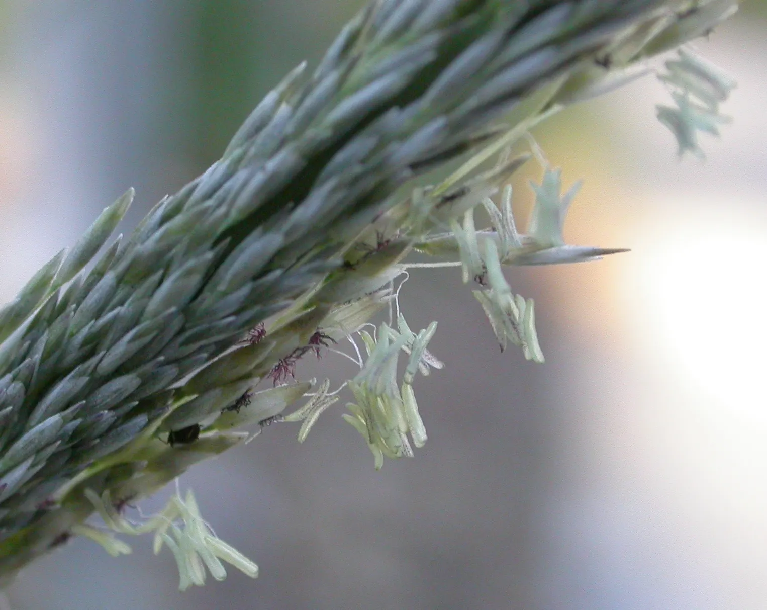 Deer Grass (Muhlenbergia Rigens) — Deer Grass produces airy flower stalks that can extend an additional 1 to 2 feet above the foliage
