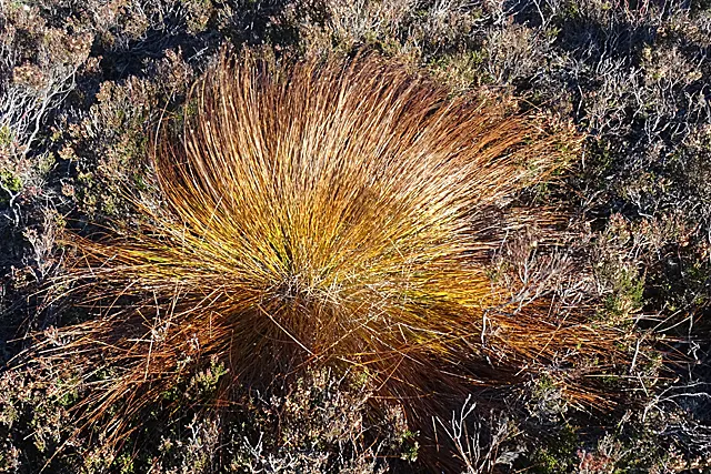 Deer Grass (Muhlenbergia Rigens) — creating an eye-catching display of feathery inflorescences