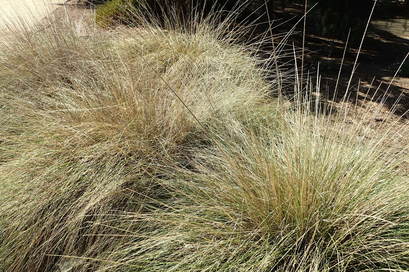 Deer Grass (Muhlenbergia Rigens) — is an evergreen perennial that is highly valued in landscape design for its adaptability and aesthetic appeal