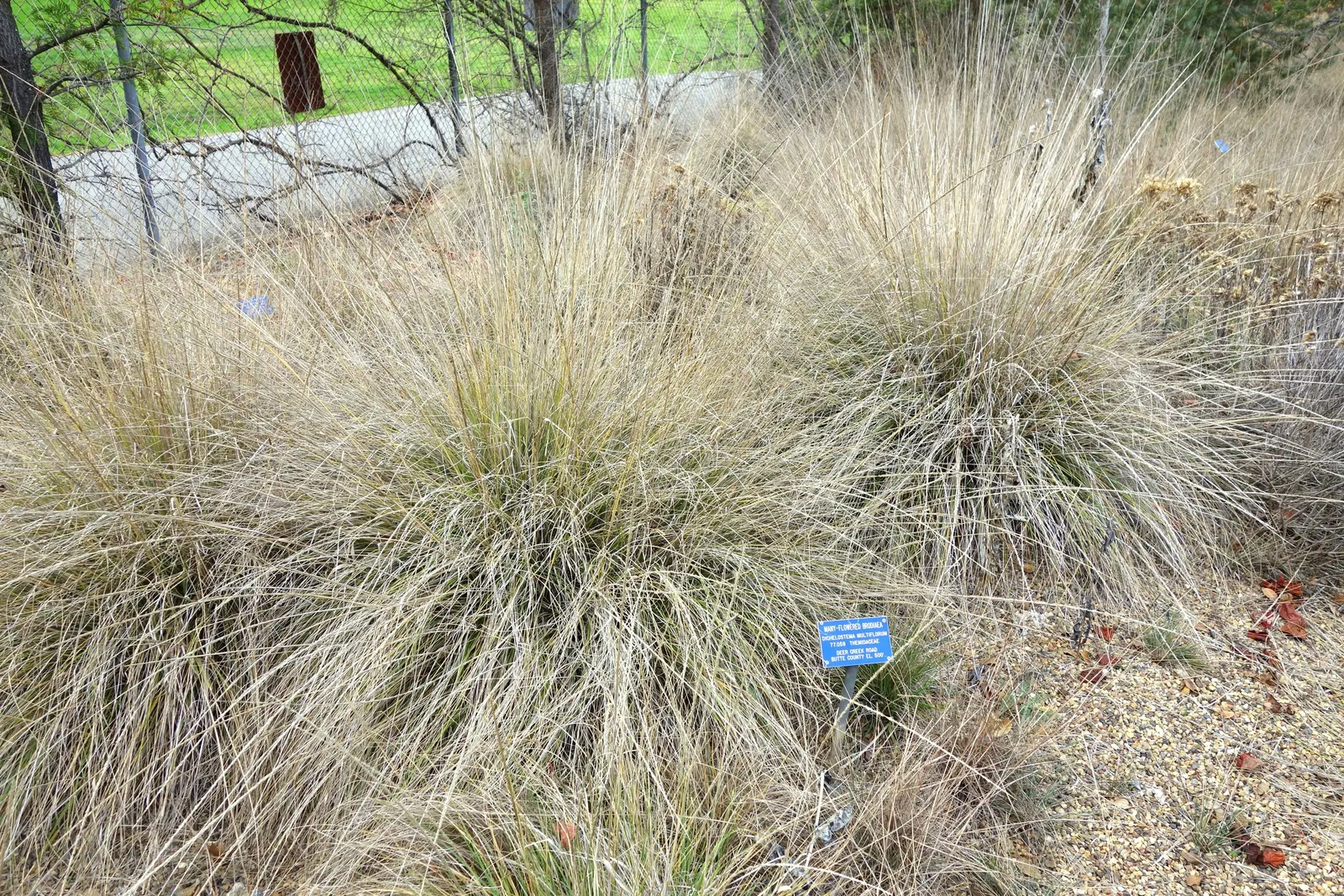 Deer Grass (Muhlenbergia Rigens) — native to the southwestern United States and Mexico