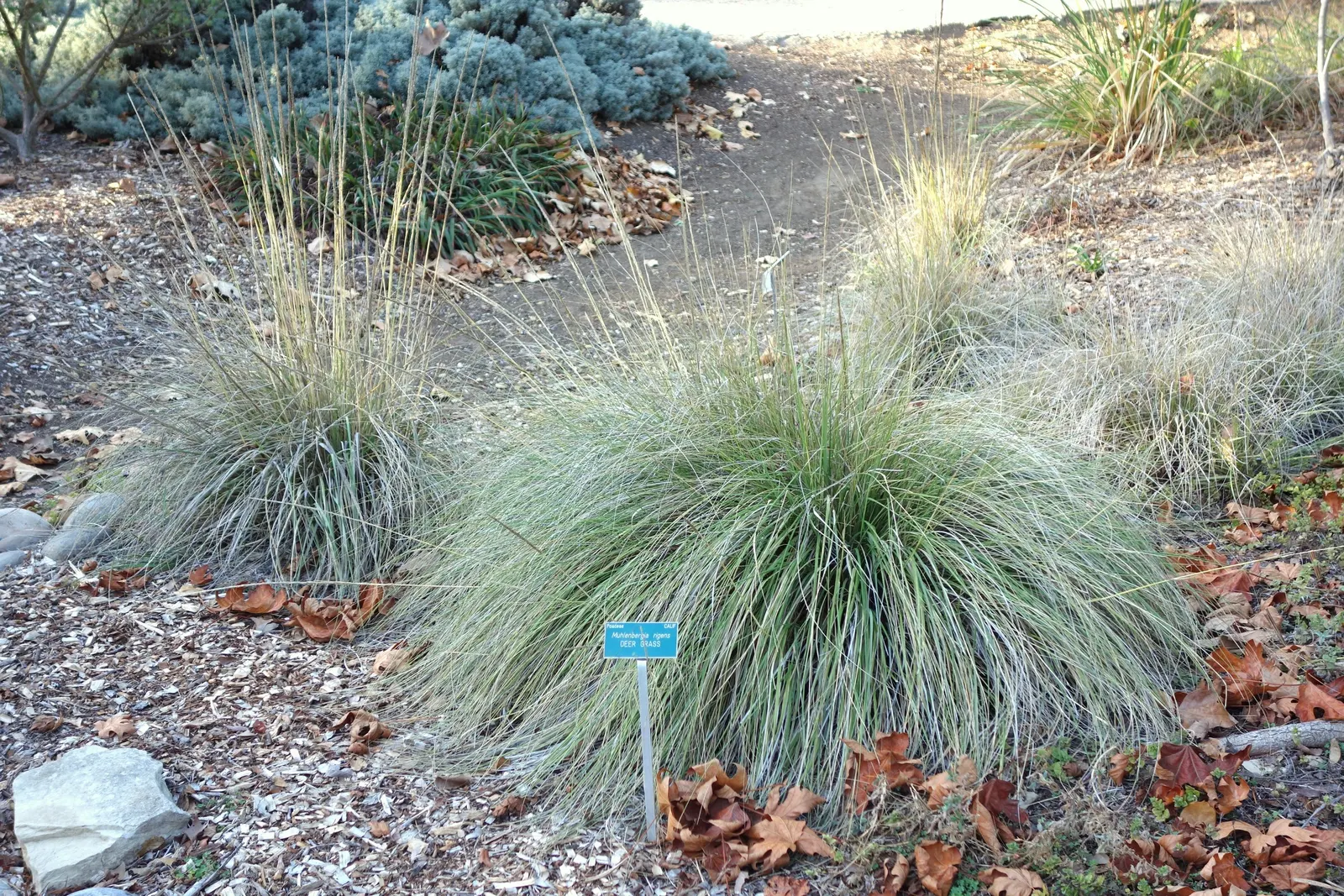 Deer Grass (Muhlenbergia Rigens) — arching leaves and airy flower panicles that rise above the foliage in fall