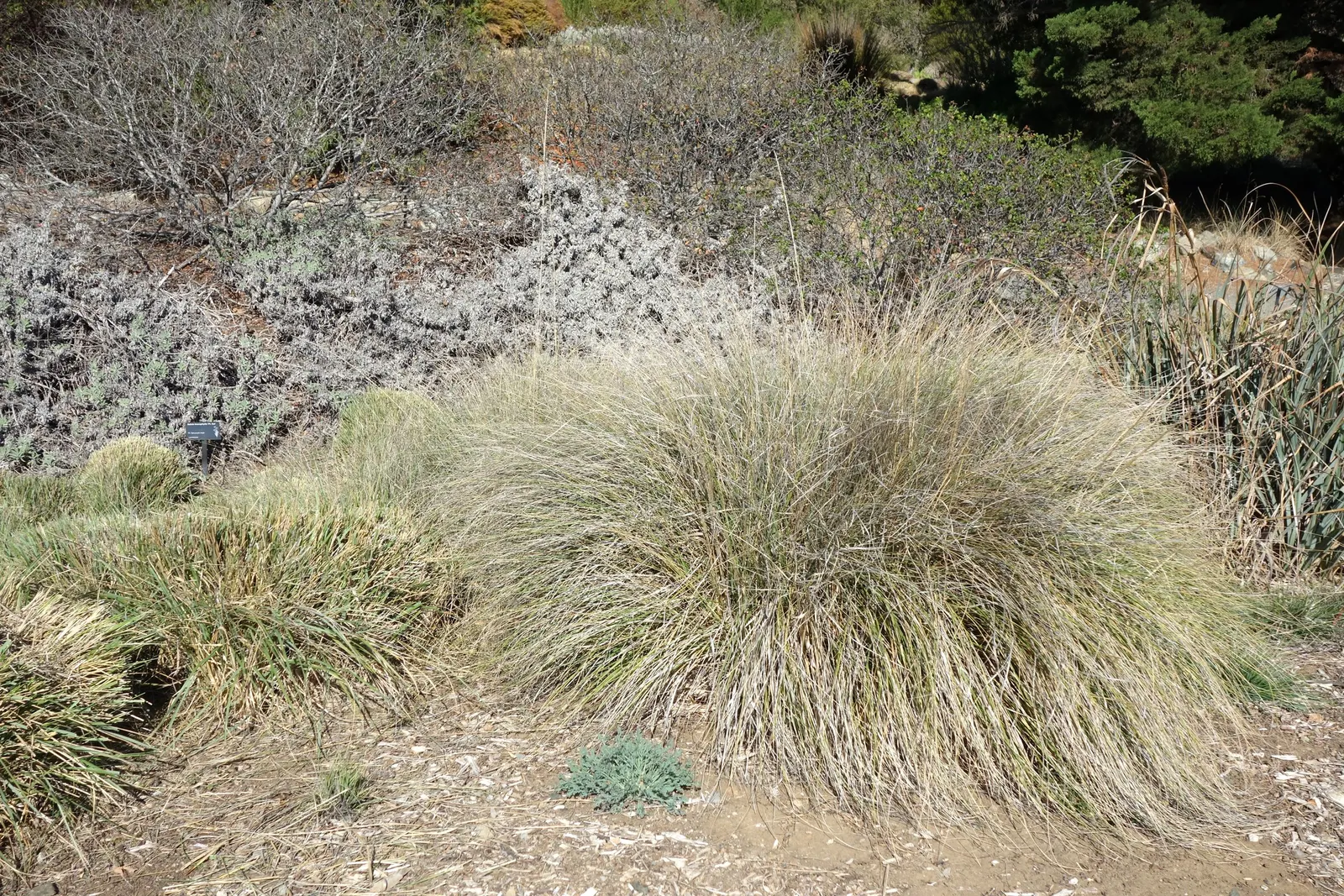 Deer Grass (Muhlenbergia Rigens) — clumping perennial grass that reaches 3-4 feet in height and width