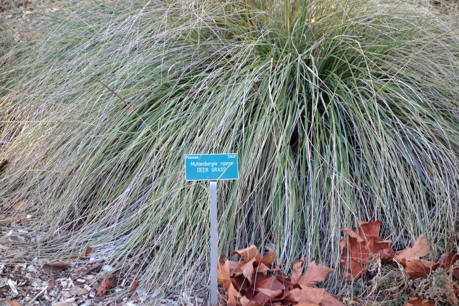 Deer Grass (Muhlenbergia Rigens) — drought-tolerant species thrives in full sun to light shade and adapts to various soil types