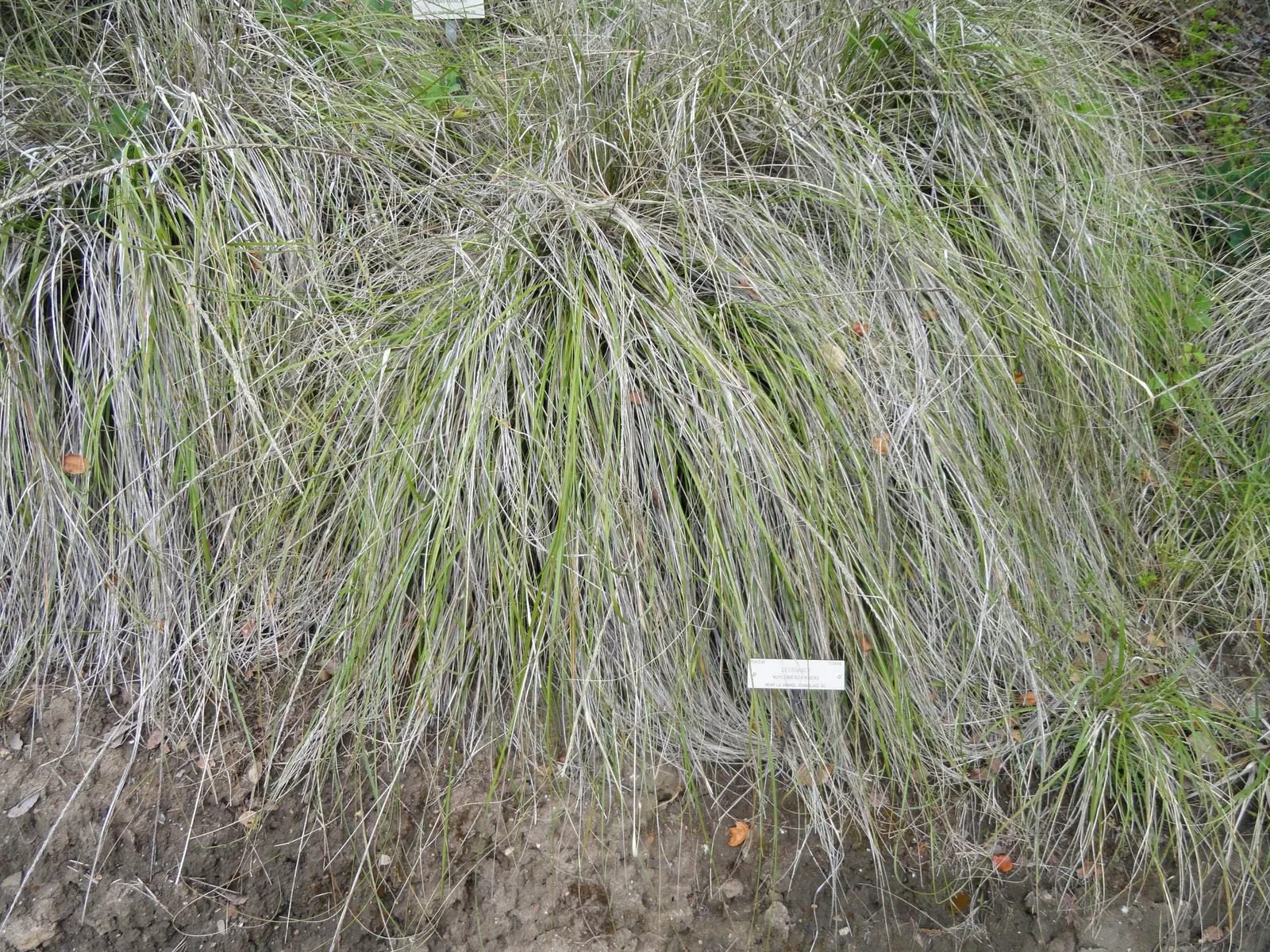 Deer Grass (Muhlenbergia Rigens) — It provides movement in gardens and is excellent for erosion control