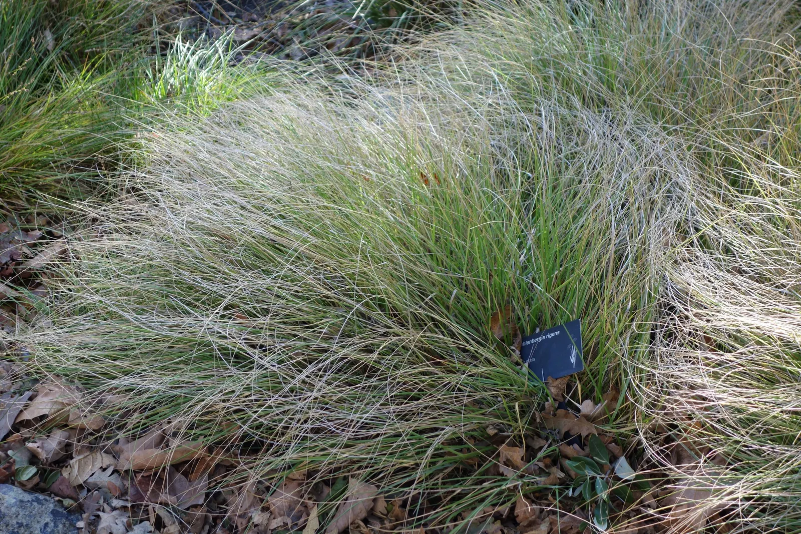 Deer Grass (Muhlenbergia Rigens) — Deer Grass (Muhlenbergia rigens) is a fast-growing