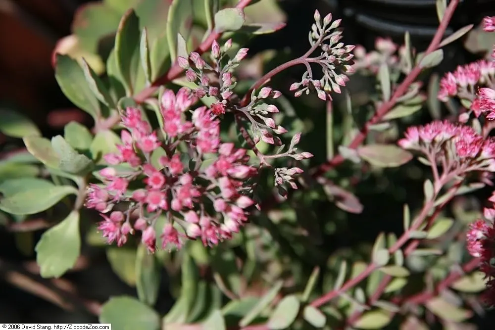 Ruby Glow Sedum (Sedum 'Ruby Glow') — this succulent thrives in full sun to partial shade