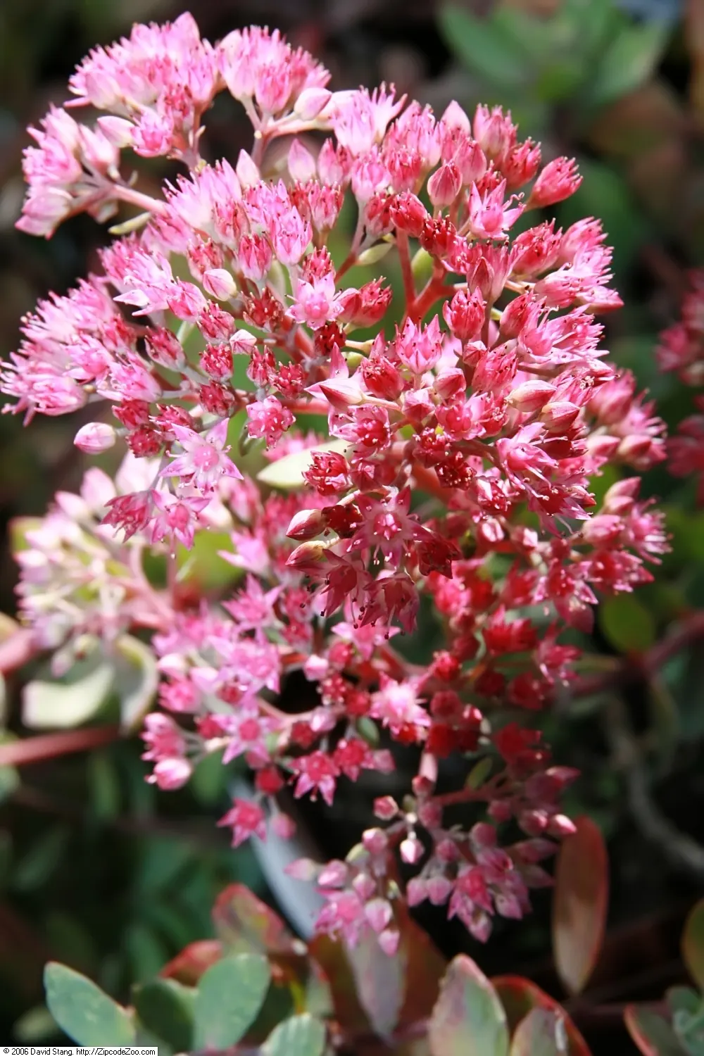 Ruby Glow Sedum (Sedum 'Ruby Glow') — Drought-tolerant and low-maintenance