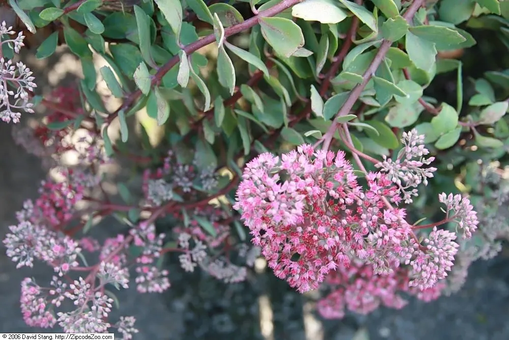 Ruby Glow Sedum (Sedum 'Ruby Glow') — Sedum 'Ruby Glow', a vibrant perennial, showcases fleshy leaves and stems with a deep, ruby-red hue