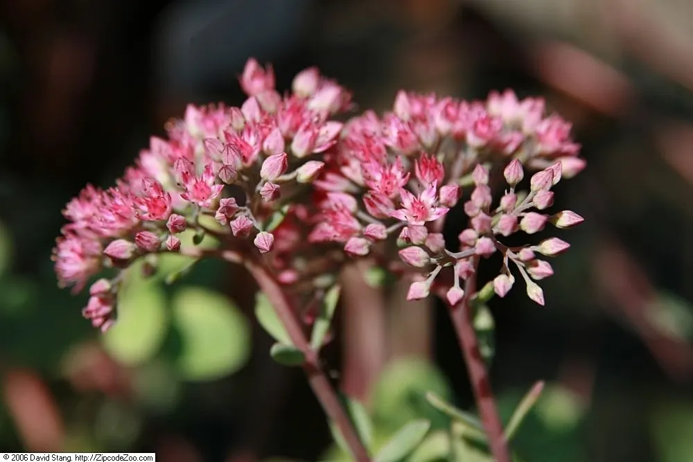 Ruby Glow Sedum (Sedum 'Ruby Glow') — star-shaped crimson flowers in late summer to early fall