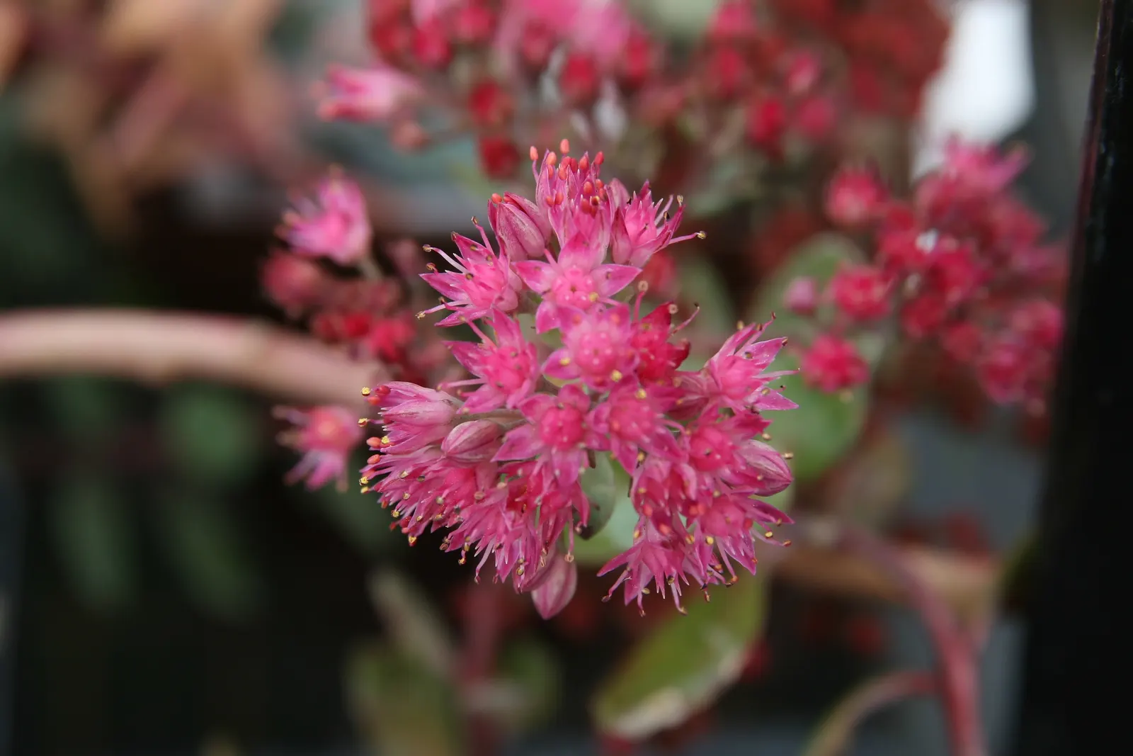 Ruby Glow Sedum (Sedum 'Ruby Glow') — Ideal for rock gardens and borders, hardy in USDA zones 3-9