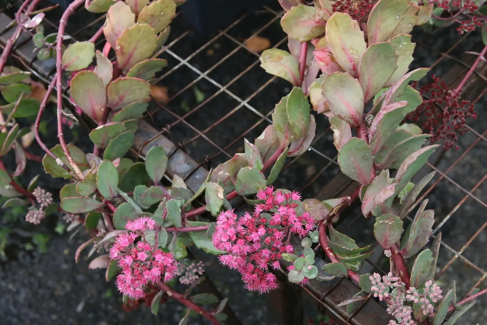 Ruby Glow Sedum (Sedum 'Ruby Glow') — it blooms with clusters of tiny