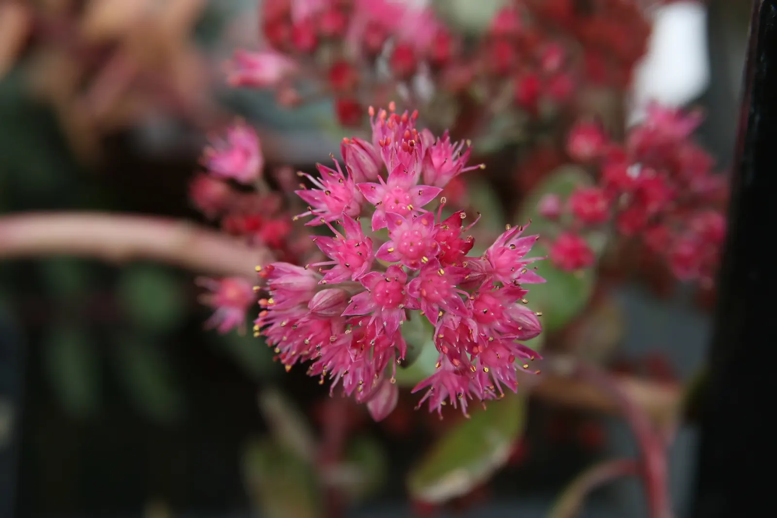 Ruby Glow Sedum (Sedum 'Ruby Glow') — scientifically known as Sedum 'Ruby Glow'