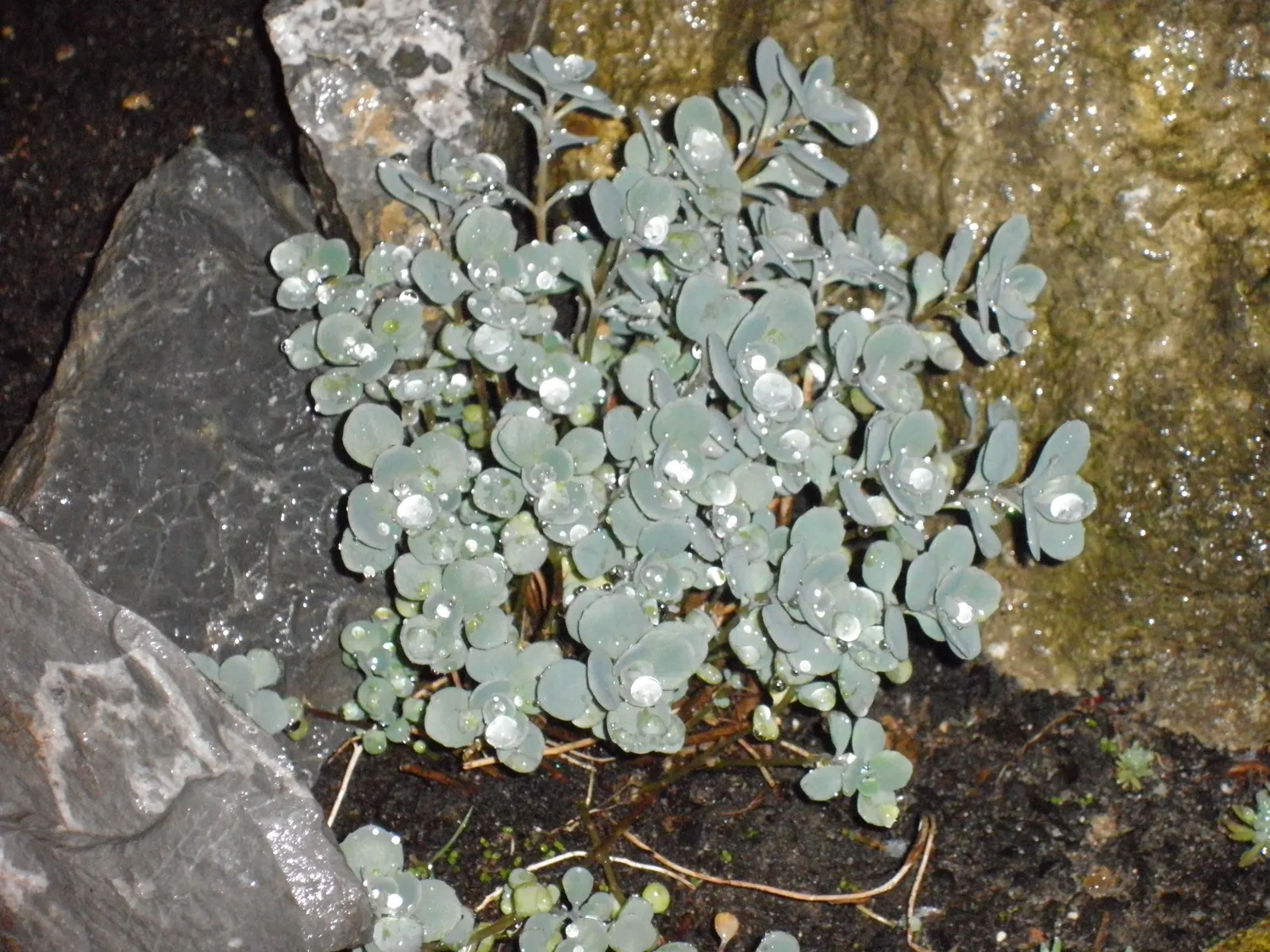 Ruby Glow Sedum (Sedum 'Ruby Glow') — Reaching a mature height of 6-8 inches and spreading up to 12 inches