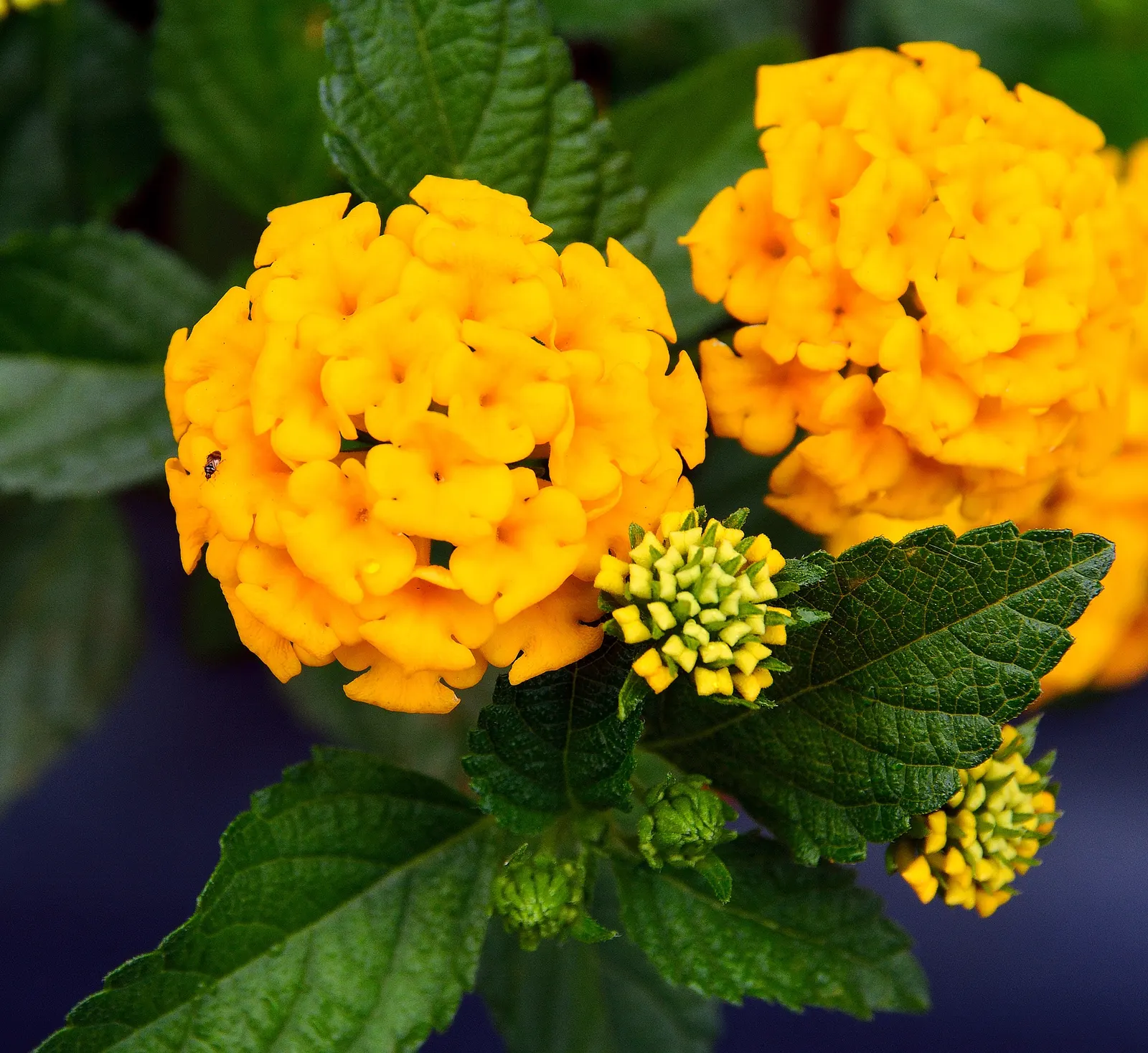 Chapel Hill Yellow Lantana (Lantana 'Chapel Hill Yellow') — Reaching up to 18 inches tall and 36 inches wide
