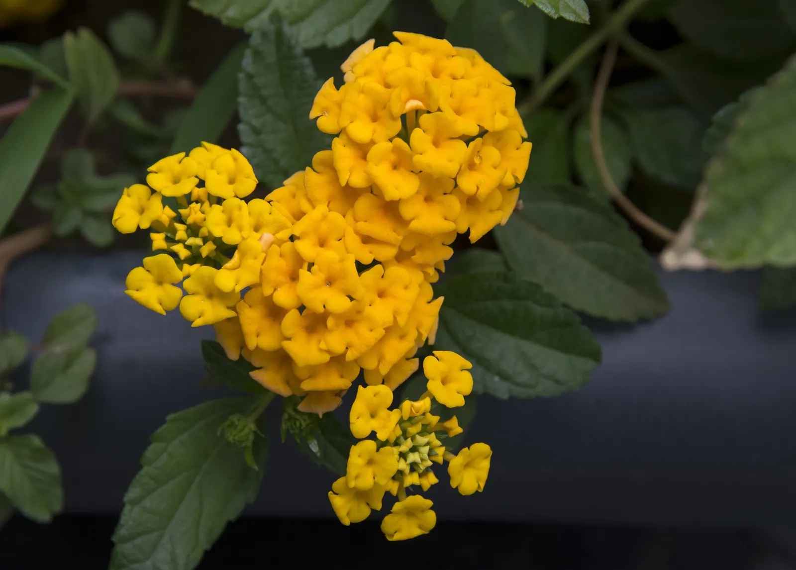 Chapel Hill Yellow Lantana (Lantana 'Chapel Hill Yellow') — Lantana 'Chapel Hill Yellow' is a hardy perennial with vibrant yellow blooms that thrive in USDA