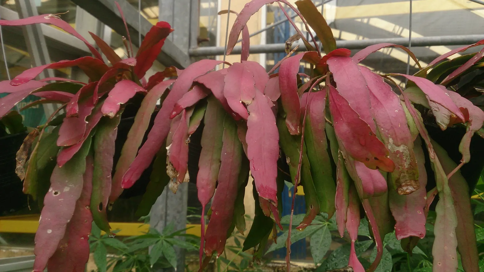 Red Mistletoe Cactus (Pseudorhipsalis Ramulosa) — allowing the soil to almost dry out between waterings