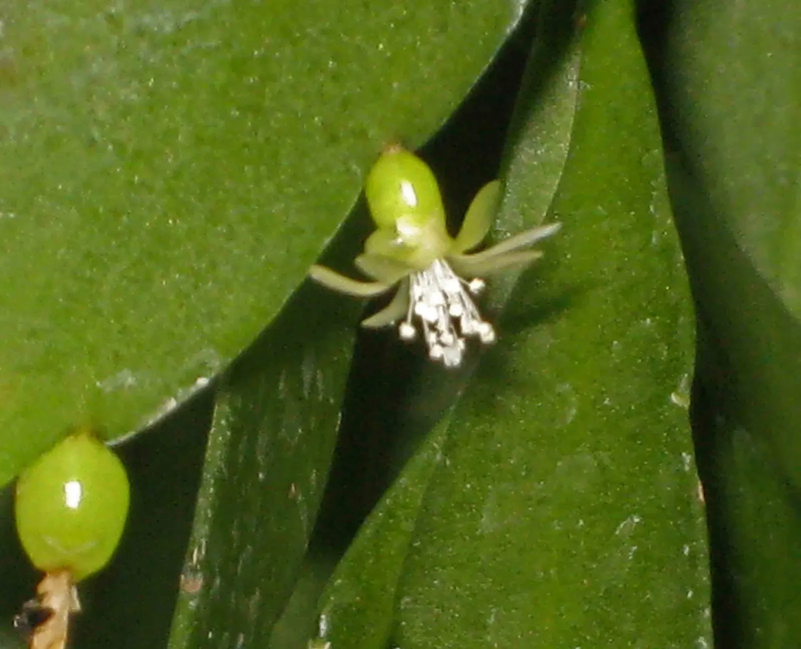 Red Mistletoe Cactus (Pseudorhipsalis Ramulosa) — it demands well-draining soil