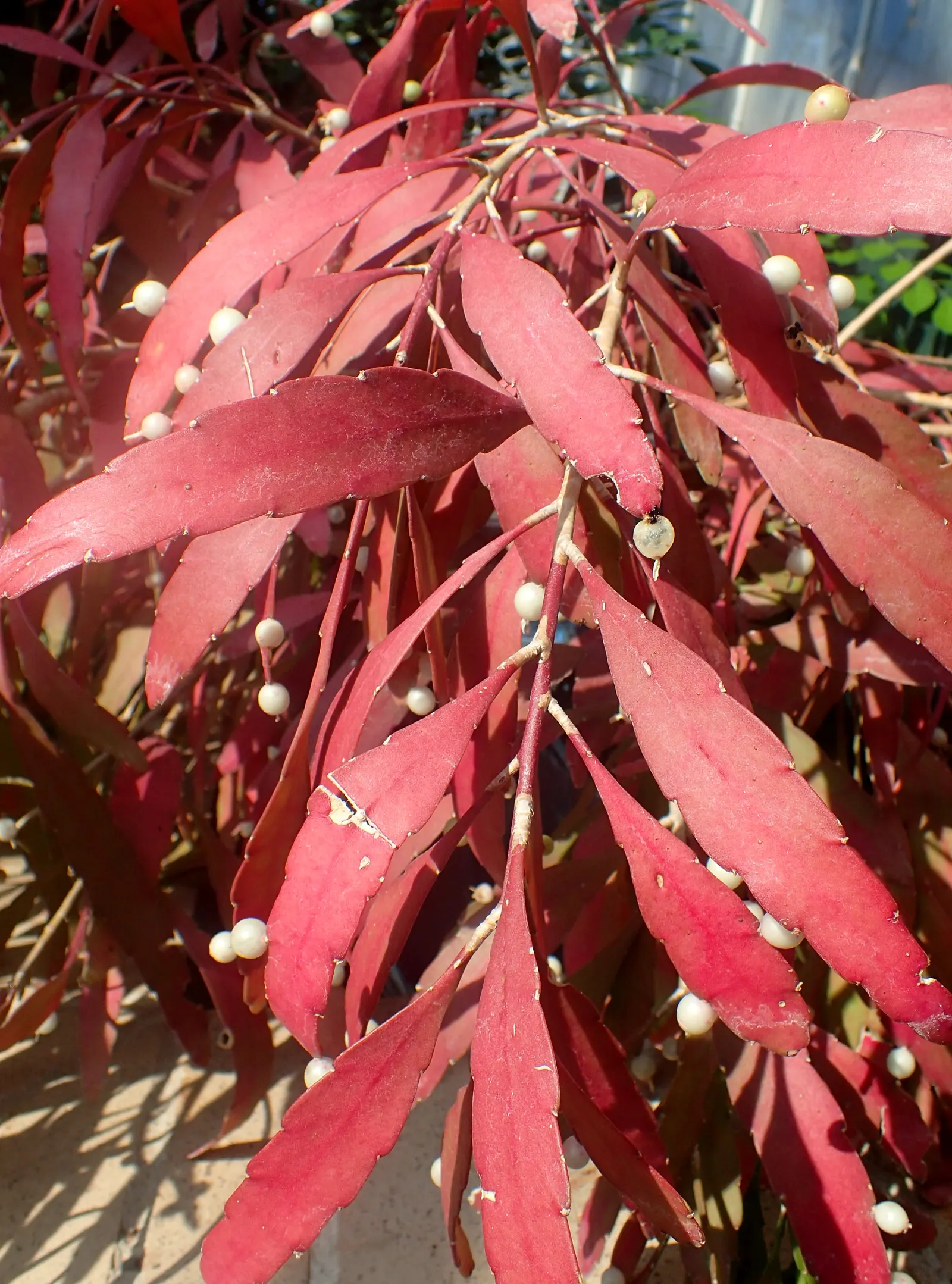 Red Mistletoe Cactus (Pseudorhipsalis Ramulosa) — is a unique and eye-catching addition to any landscape design
