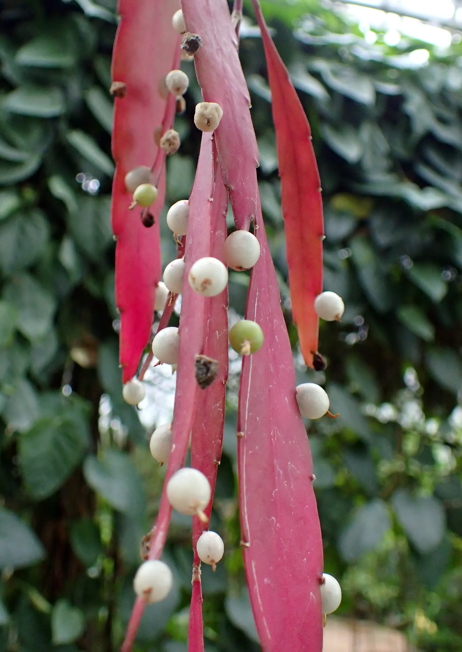 Red Mistletoe Cactus (Pseudorhipsalis Ramulosa) — Its growth habit is ideally suited for hanging baskets or as a draping plant over a wall or rock feature