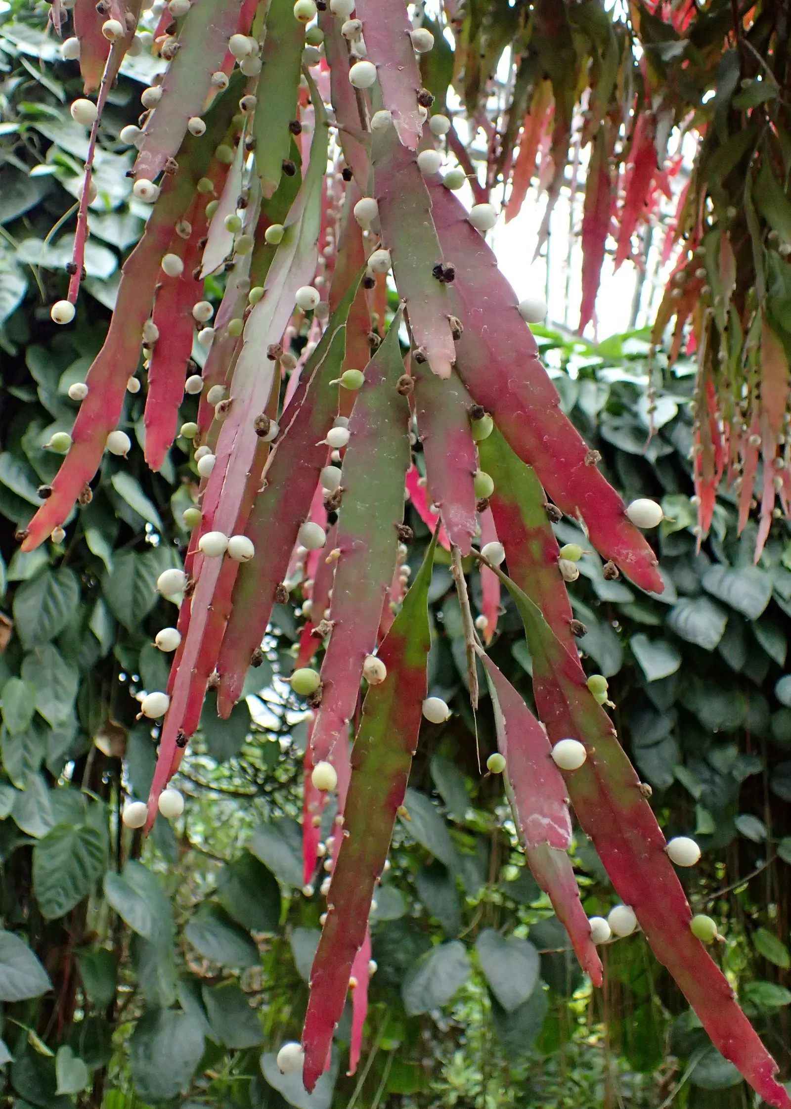 Red Mistletoe Cactus (Pseudorhipsalis Ramulosa) — with stems that resemble flat