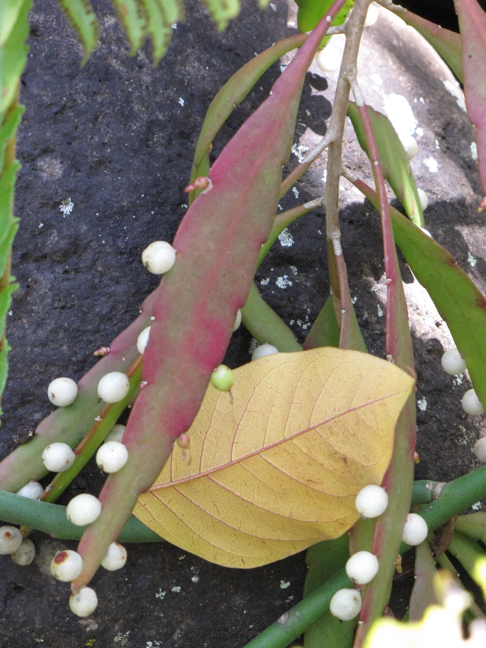 Red Mistletoe Cactus (Pseudorhipsalis Ramulosa) — Spring brings white blooms, followed by red-orange berries, enhancing its aesthetic appeal