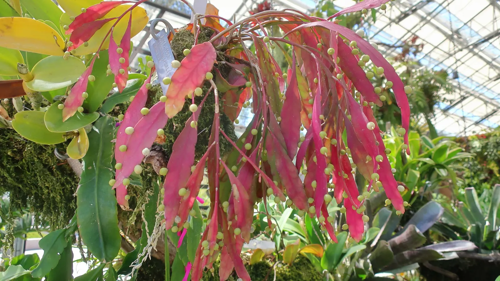 Red Mistletoe Cactus (Pseudorhipsalis Ramulosa) — but it can tolerate partial shade