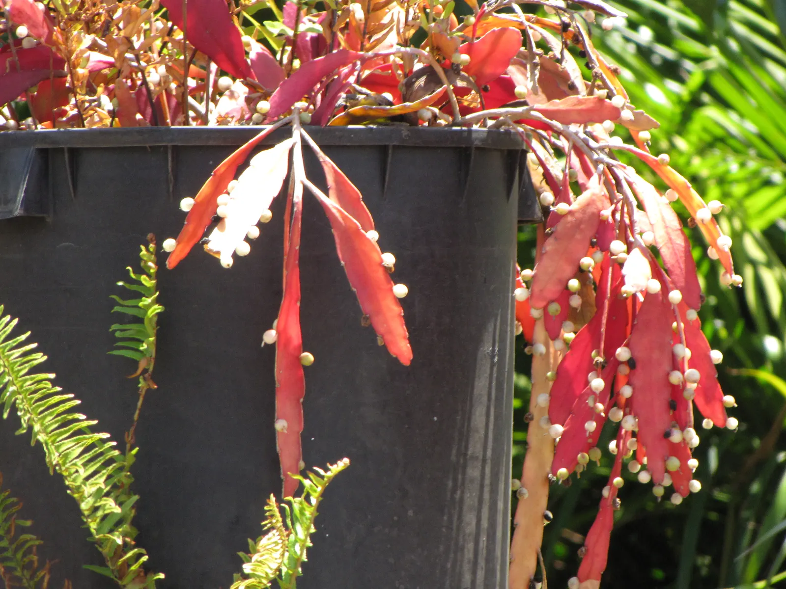 Red Mistletoe Cactus (Pseudorhipsalis Ramulosa) — reduce watering frequency