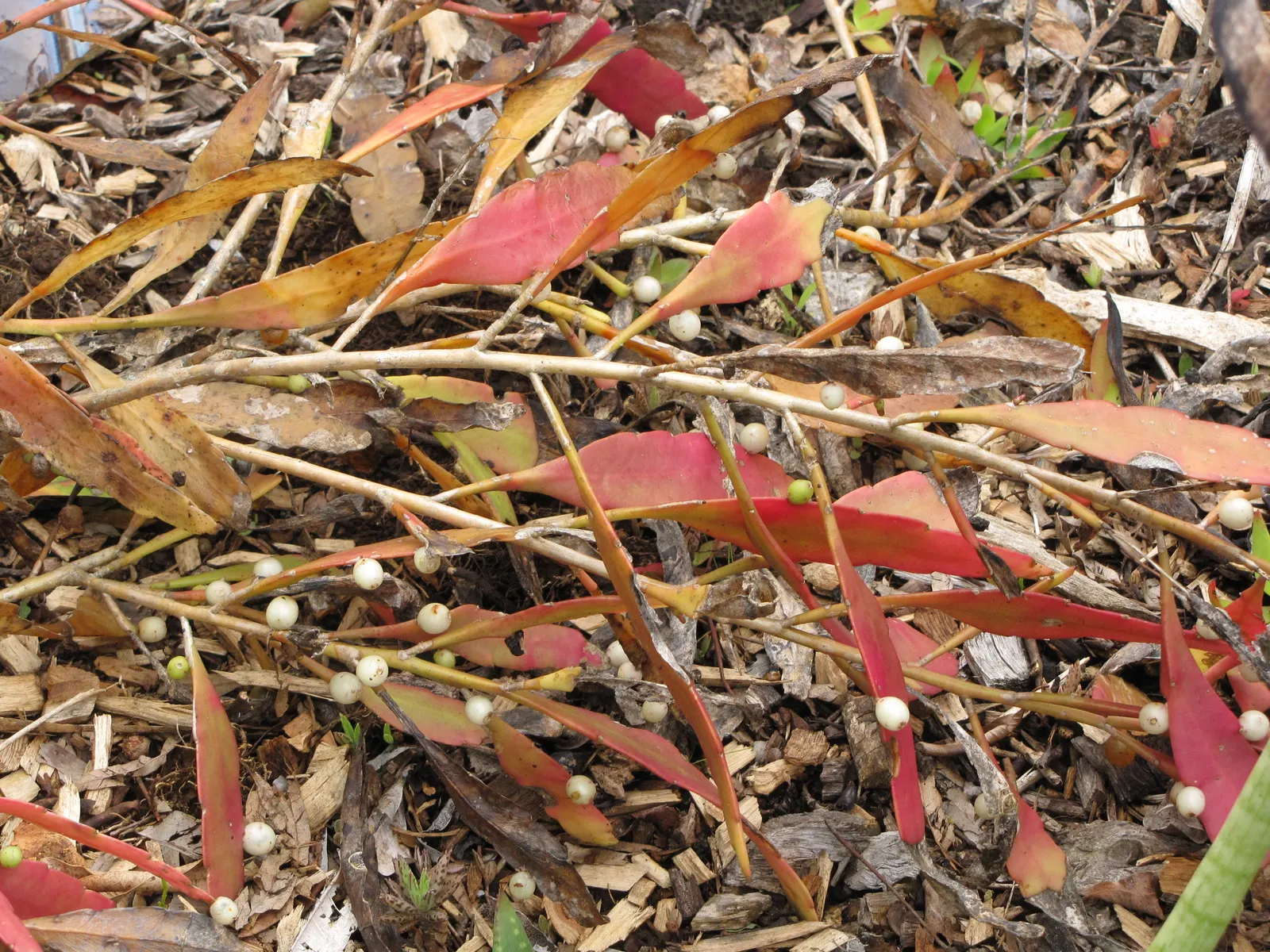 Red Mistletoe Cactus (Pseudorhipsalis Ramulosa) — Its cascading, coral-like branches, reaching 2-4 feet long, offer an exotic touch
