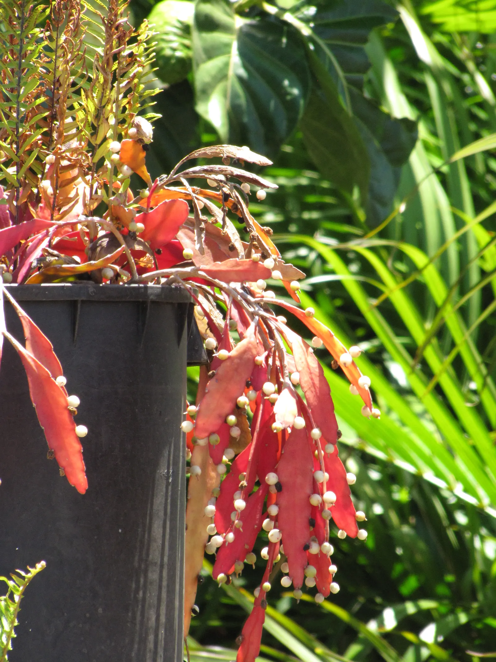 Red Mistletoe Cactus (Pseudorhipsalis Ramulosa) — and due to its epiphytic nature